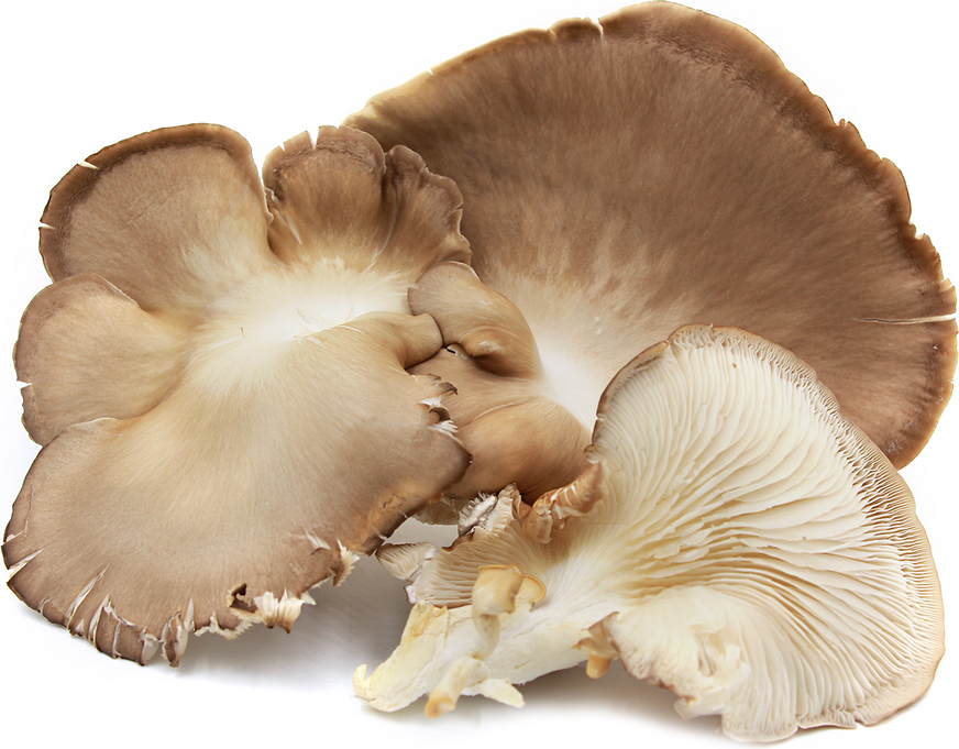 Oyster Mushrooms