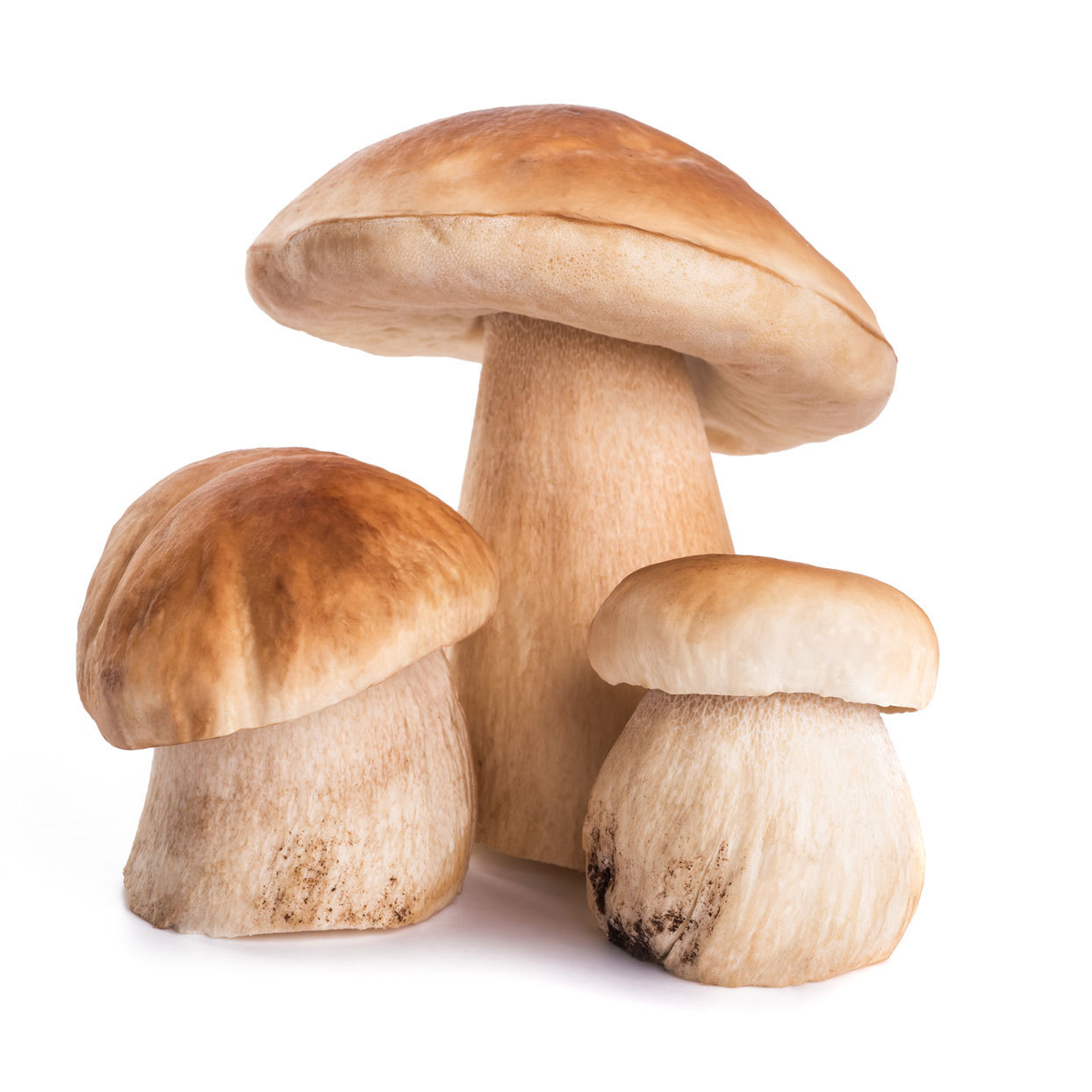 Porcini Mushrooms Manitoba Grown