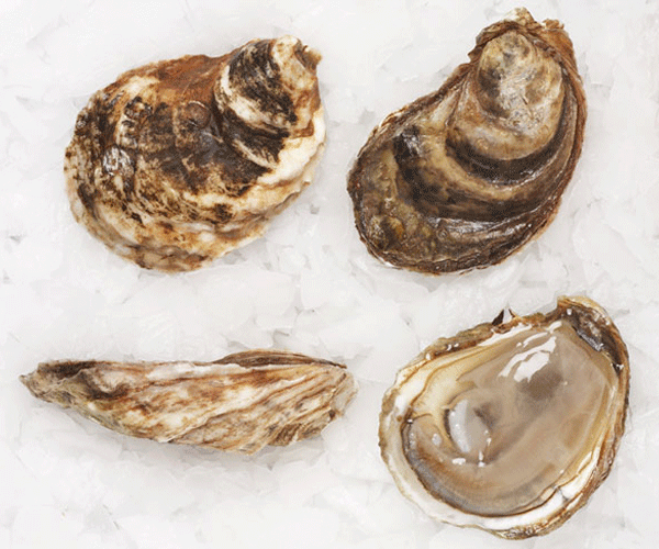 Malpeque Oysters