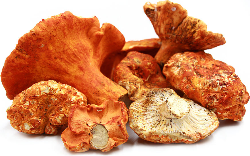 Lobster Mushrooms Manitoba Grown