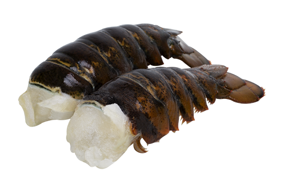 Lobster Tail 2-3oz