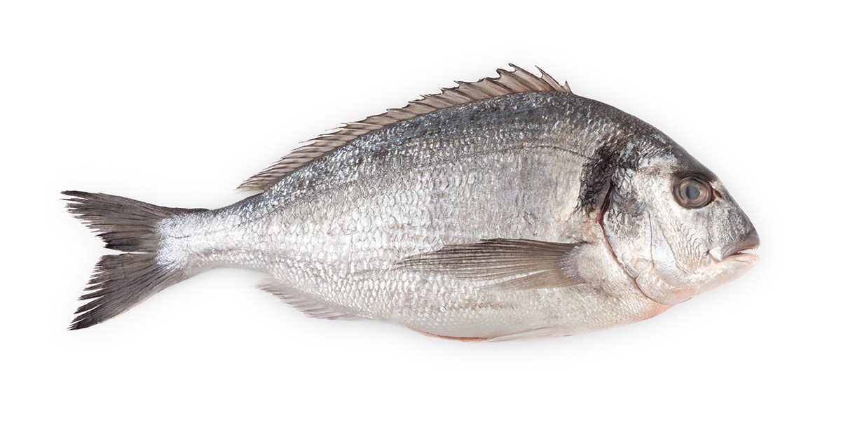 Mediterranean Sea Bream