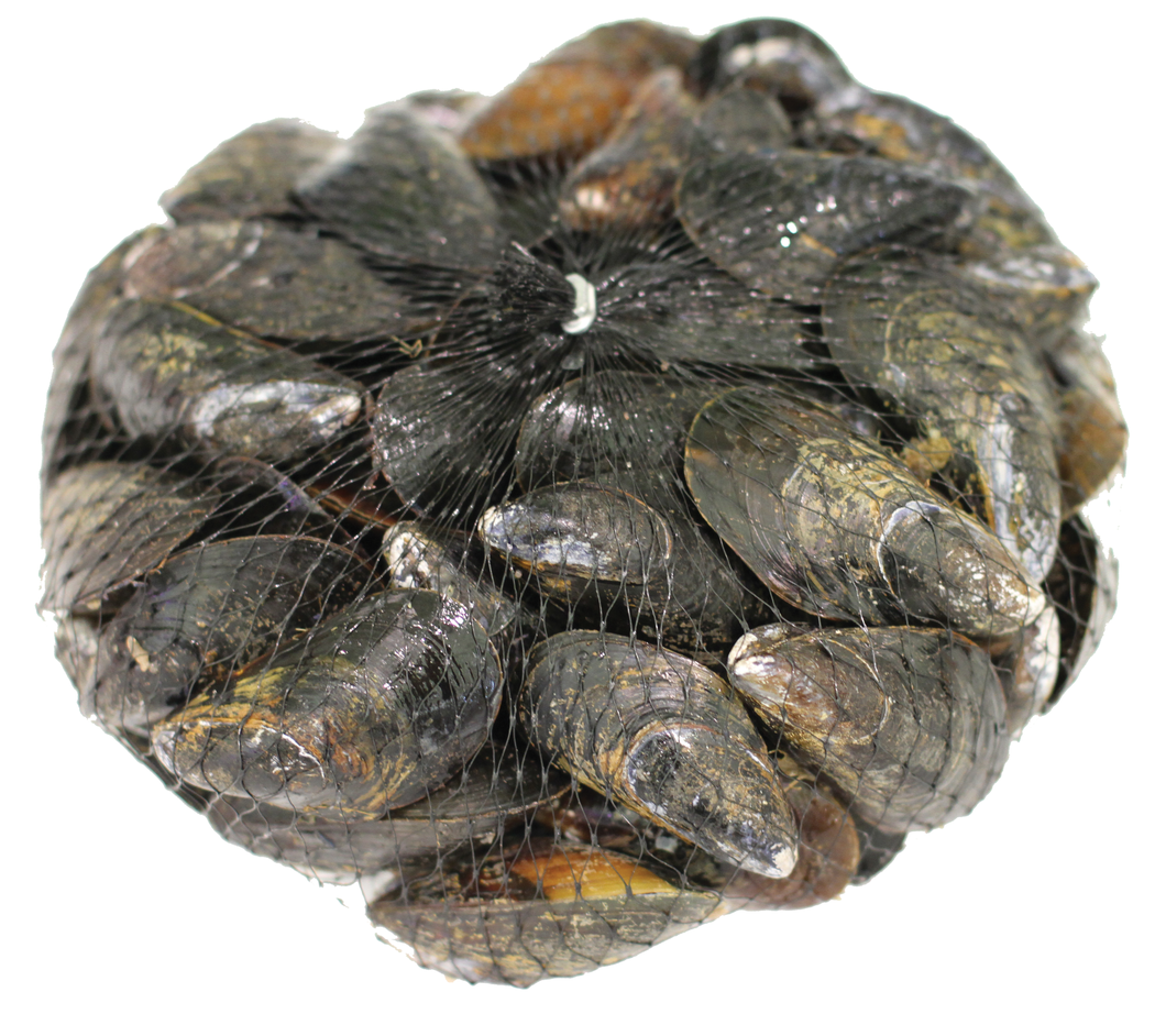 Fresh P.E.I. Mussels Bag