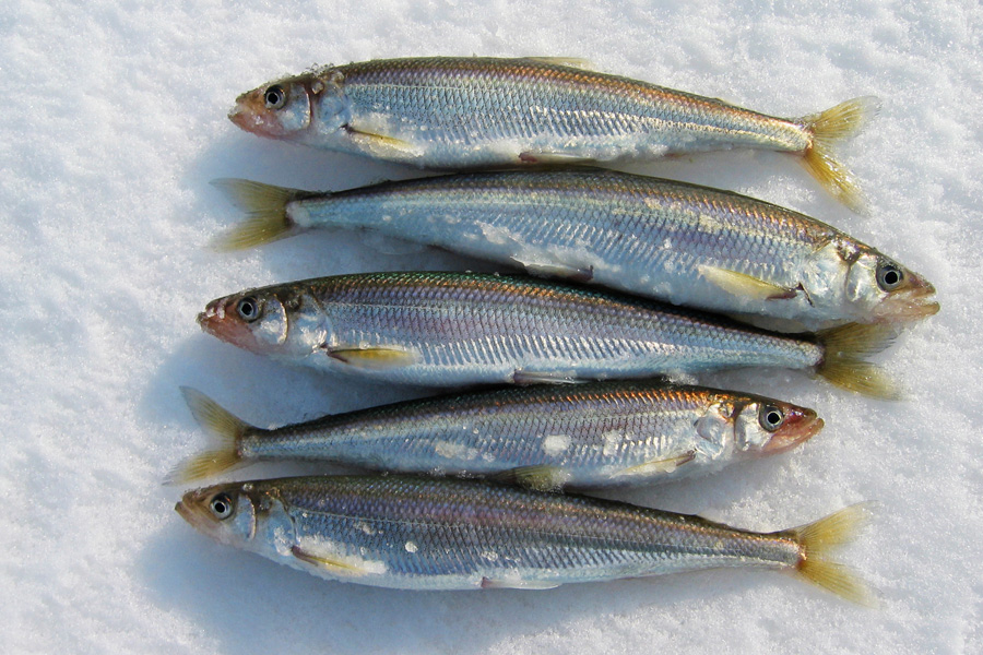 Sea Smelts