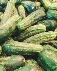 Dill Cucumbers Manitoba Grown