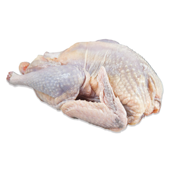 Guinea Hen