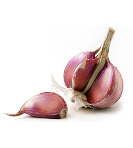 Purple Garlic Bulb